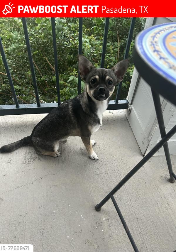 Lost Female Dog last seen garrett street & taylor ave, Pasadena, TX 77506