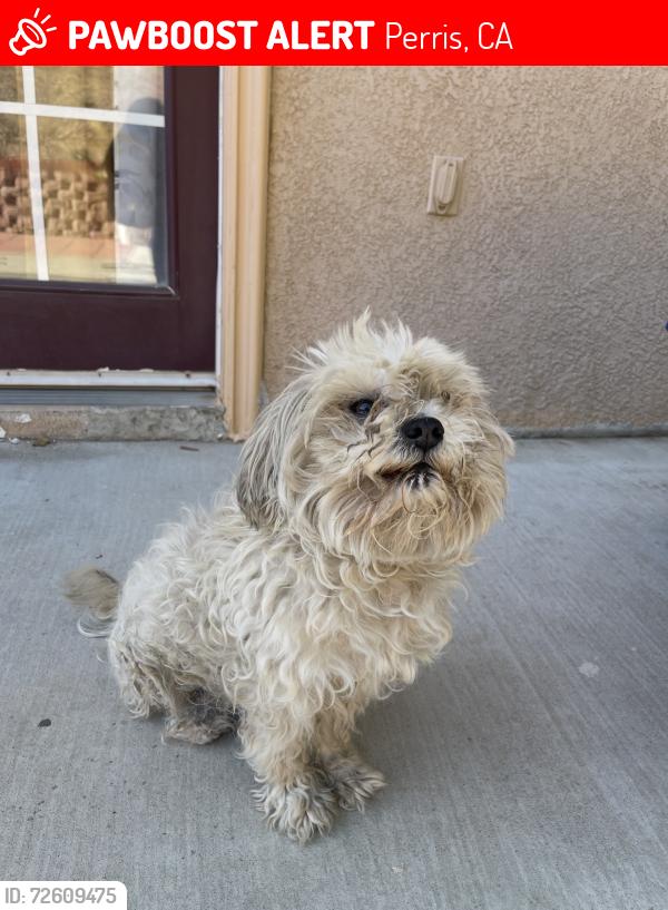 Lost Male Dog last seen Raintree Cir/Whispering Wood Ln, Perris, CA 92571