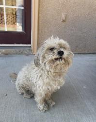 Lost Male Dog last seen Raintree Cir/Whispering Wood Ln, Perris, CA 92571