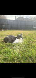 Lost Female Cat last seen Near wolf creek dr 75063, Irving, TX 75063