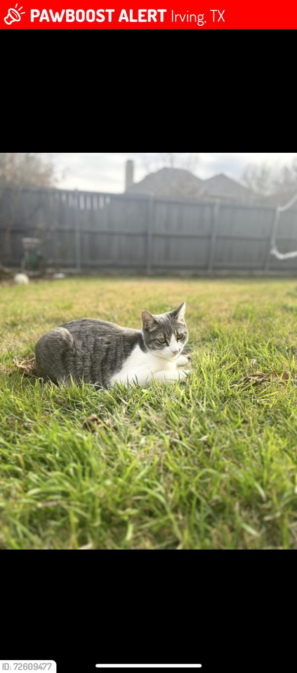Lost Female Cat last seen Near wolf creek dr 75063, Irving, TX 75063