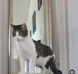 Lost Male Cat last seen Fir street, Moreno Valley, CA 92555