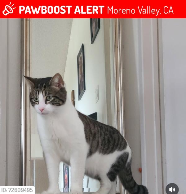 Lost Male Cat last seen Fir street, Moreno Valley, CA 92555