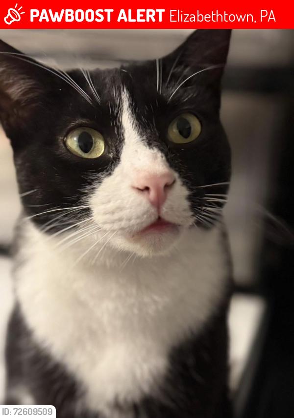 Lost Male Cat last seen park and spruce, the fun fort or town square, Elizabethtown, PA 17022