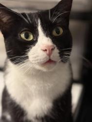 Lost Male Cat last seen park and spruce, the fun fort or town square, Elizabethtown, PA 17022