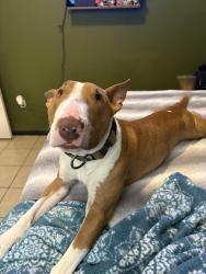 Lost Male Dog last seen Horizon , El Paso, TX 79928