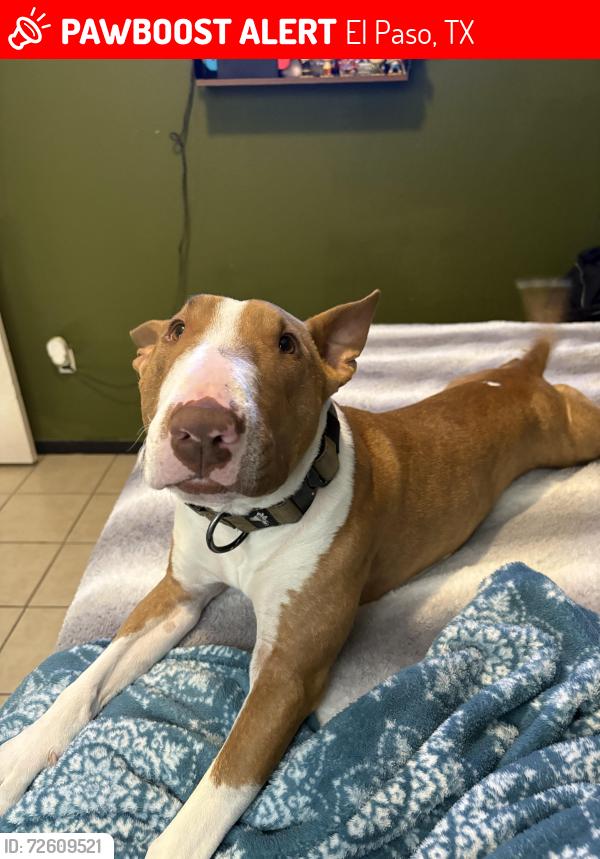 Lost Male Dog last seen Horizon , El Paso, TX 79928