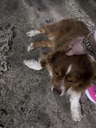 Found/Stray Male Dog last seen Crow Rd, Stanislaus County, CA 95357