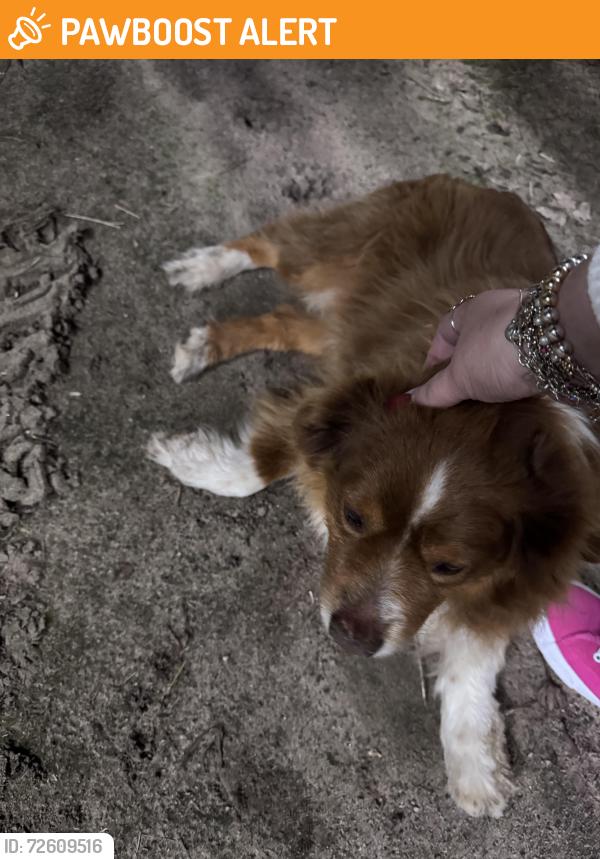 Found/Stray Male Dog last seen Crow Rd, Stanislaus County, CA 95357