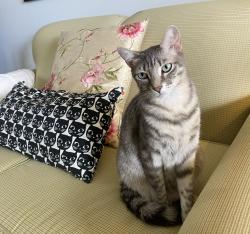 Lost Female Cat last seen Victoria Groves/Kensington Way, West Palm Beach, FL 33414