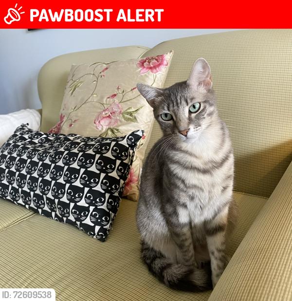 Lost Female Cat last seen Victoria Groves/Kensington Way, West Palm Beach, FL 33414