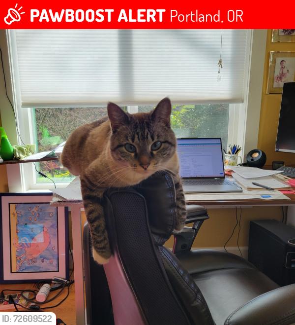 Lost Male Cat last seen Sw 36th & Alice st, Portland, OR 97219