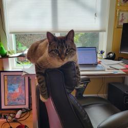 Lost Male Cat last seen Sw 36th & Alice st, Portland, OR 97219