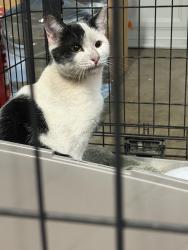 Found/Stray Male Cat last seen 35th ave and Glendale Ave, Phoenix, AZ 85019