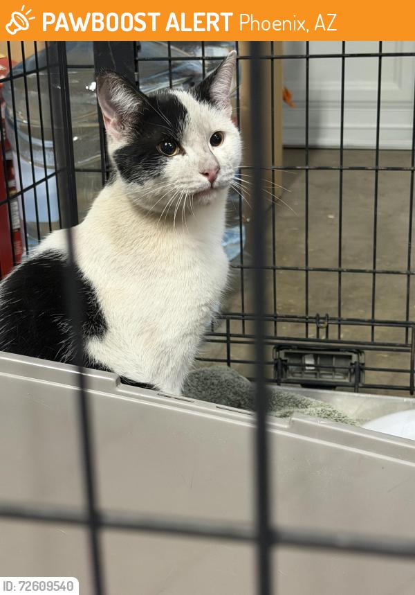 Found/Stray Male Cat last seen 35th ave and Glendale Ave, Phoenix, AZ 85019