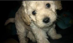 Lost Female Dog last seen Wedgewood  Maryvale 49th ave, Phoenix, AZ 85035