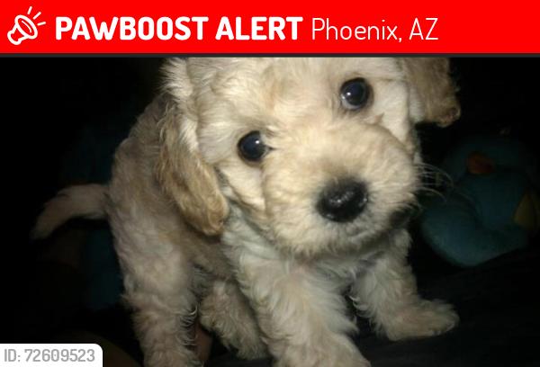 Lost Female Dog last seen Wedgewood  Maryvale 49th ave, Phoenix, AZ 85035