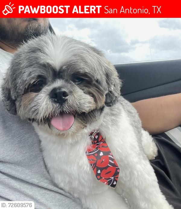Lost Male Dog last seen Dewhurst, San Antonio, TX 78213