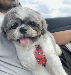 Lost Male Dog last seen Dewhurst, San Antonio, TX 78213