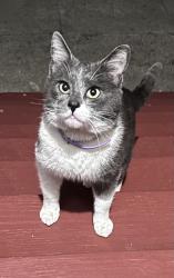 Found/Stray Unknown Cat last seen Holloway Ave, San Francisco, CA 94112