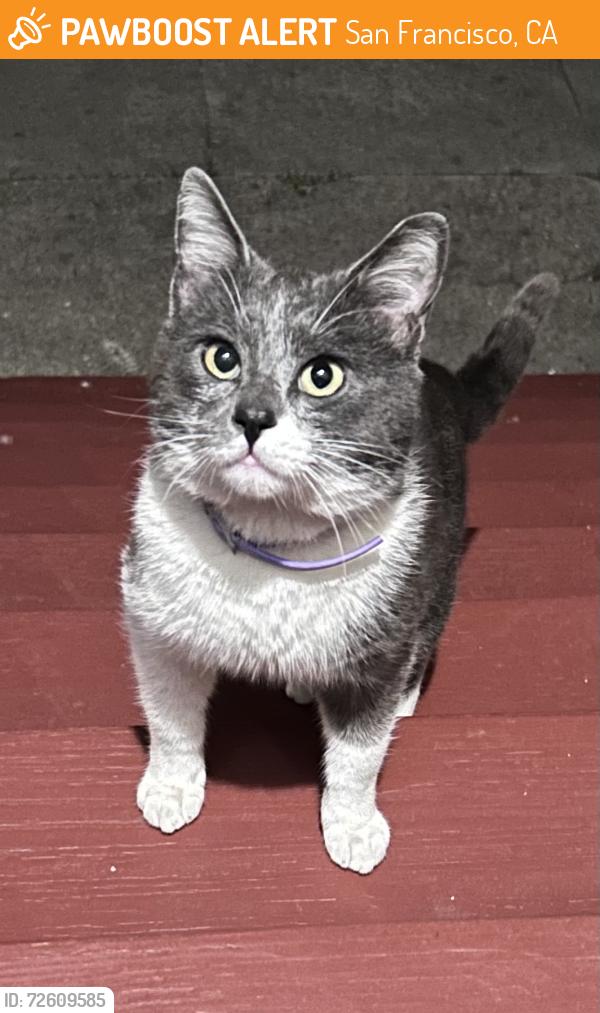 Found/Stray Unknown Cat last seen Holloway Ave, San Francisco, CA 94112
