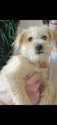 Lost Female Dog last seen Ashiya park montebello, hay street, Montebello, CA 90640