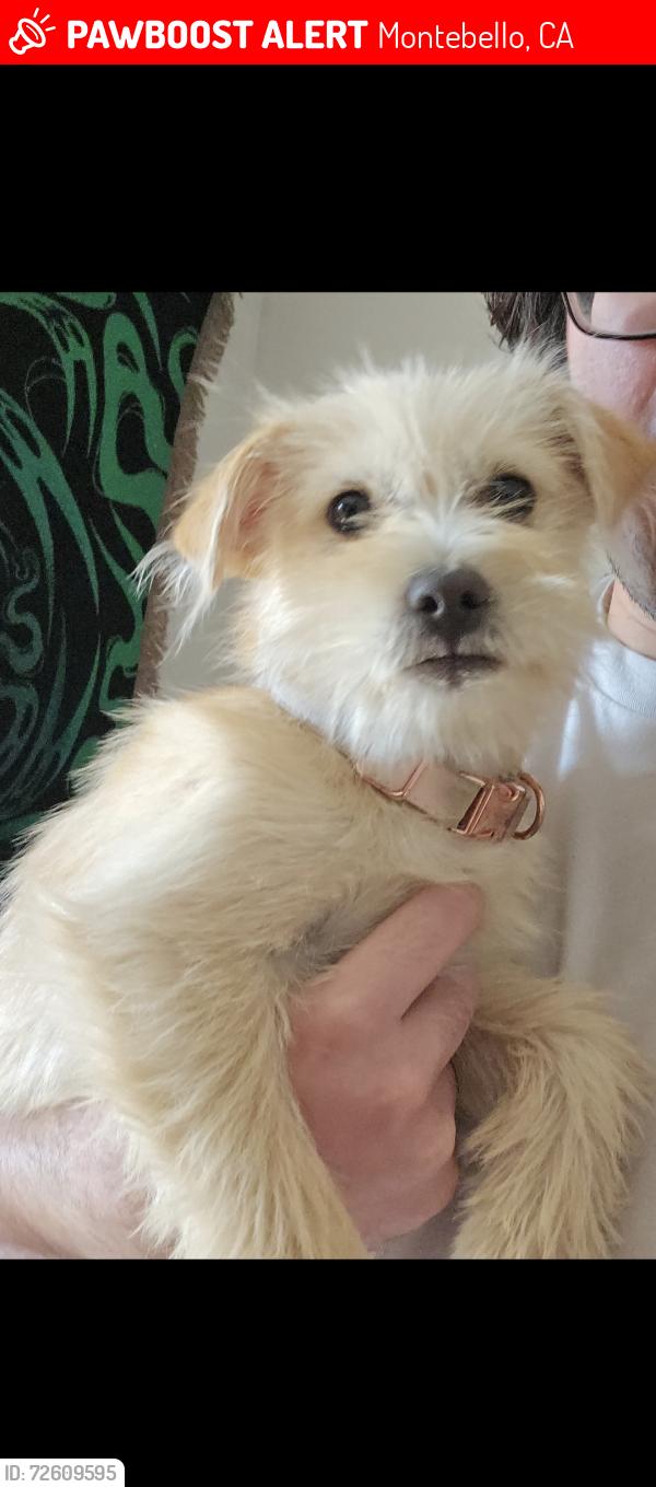 Lost Female Dog last seen Ashiya park montebello, hay street, Montebello, CA 90640