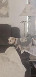 Lost Male Dog last seen Sierra ave , San Bernardino, CA 92405