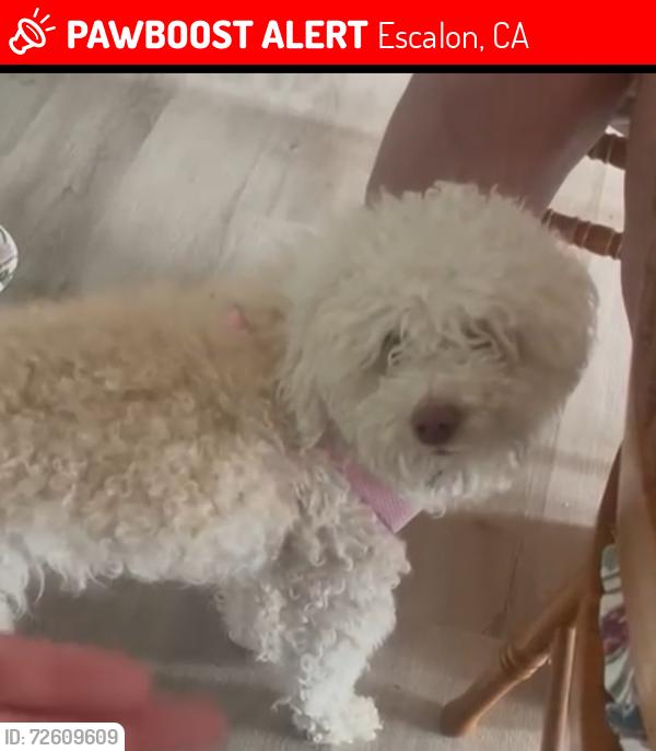 Lost Female Dog last seen Murphy Rd. , Escalon, CA 95320