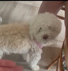Lost Female Dog last seen Murphy Rd. , Escalon, CA 95320