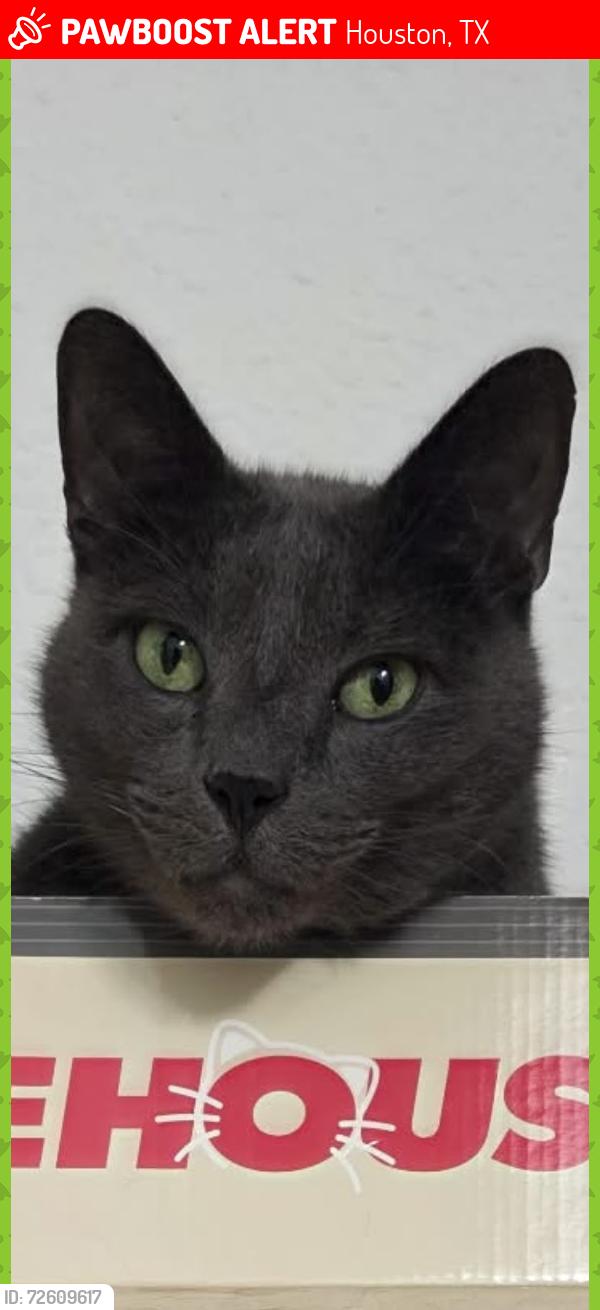 Lost Male Cat last seen CreekbendDr. , Houston, TX 77071