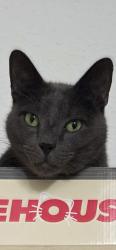 Lost Male Cat last seen CreekbendDr. , Houston, TX 77071