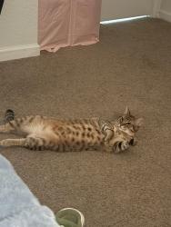 Lost Male Cat last seen Near Woodlake Dr, een, TX 76549, EE. UU., Killeen, TX 76549