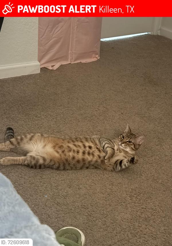 Lost Male Cat last seen Near Woodlake Dr, een, TX 76549, EE. UU., Killeen, TX 76549