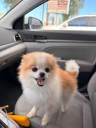 Lost Male Dog last seen Washington and owens , Las Vegas, NV 89110