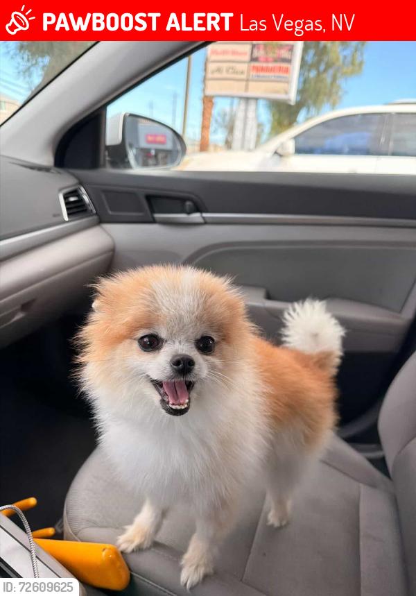 Lost Male Dog last seen Washington and owens , Las Vegas, NV 89110