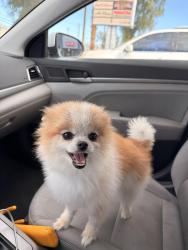 Lost Male Dog last seen Owen’s and Washington, Las Vegas, NV 89110