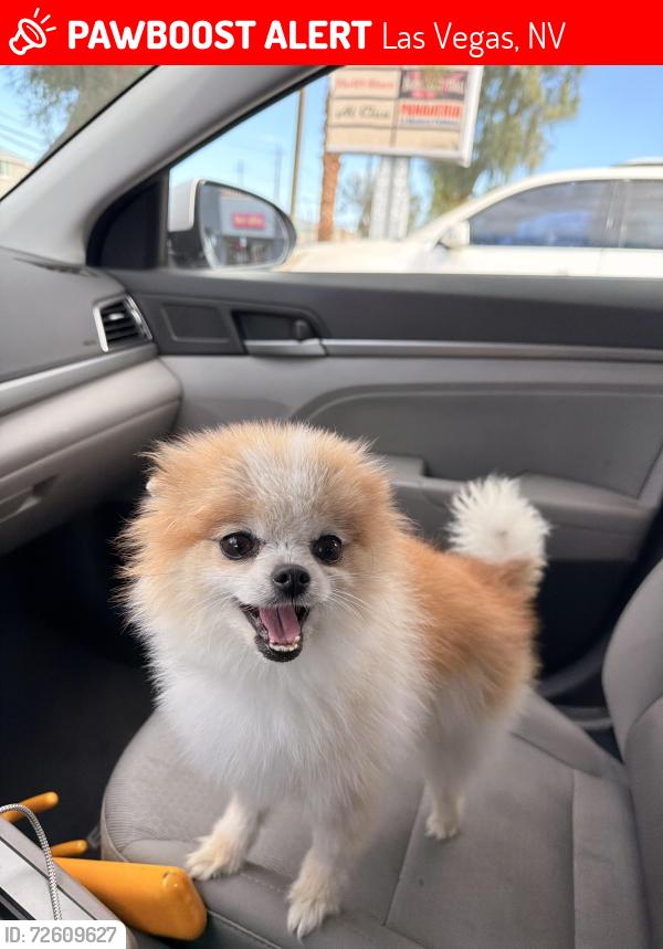Lost Male Dog last seen Owen’s and Washington, Las Vegas, NV 89110