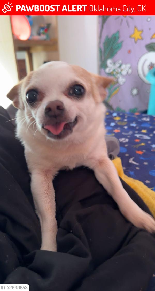 Lost Female Dog last seen SW 35th Street & S Blackwelder Ave. , Oklahoma City, OK 73139