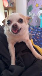 Lost Female Dog last seen SW 35th Street & S Blackwelder Ave. , Oklahoma City, OK 73139