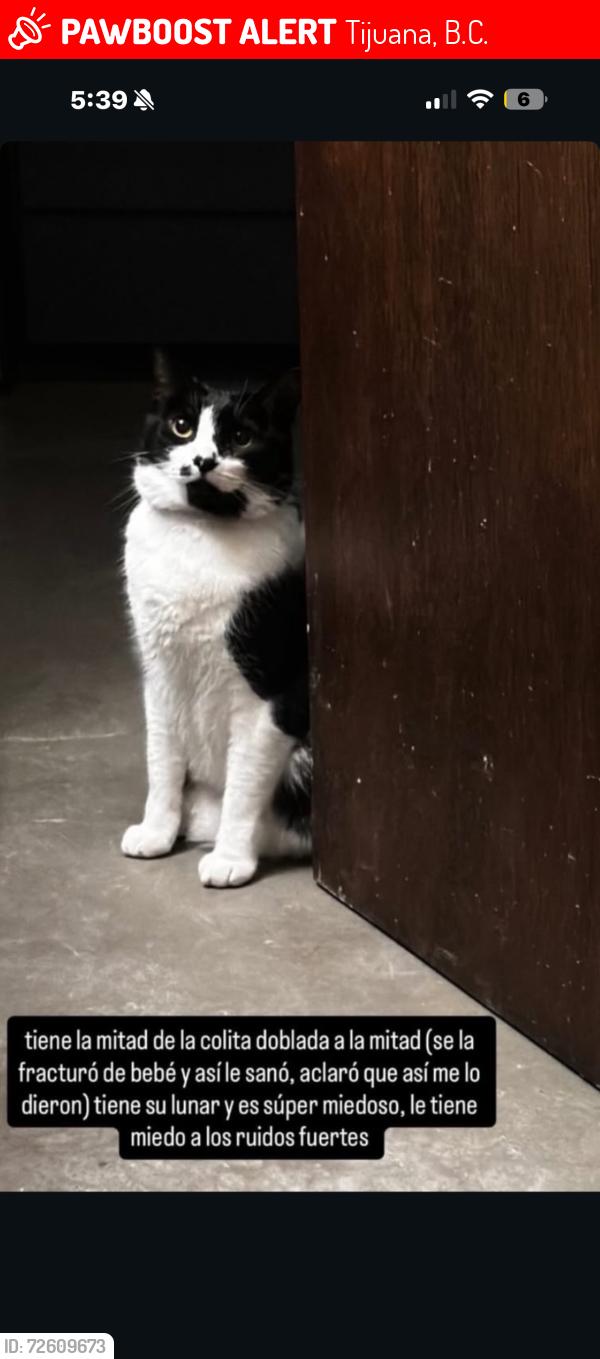 Lost Male Cat last seen Calle Viena, Tijuana, B.C. 22054