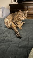 Lost Unknown Cat last seen Florida St & Yorktown Ave, Huntington Beach, CA 92648