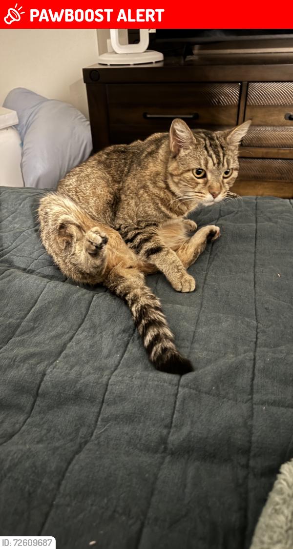 Lost Unknown Cat last seen Florida St & Yorktown Ave, Huntington Beach, CA 92648