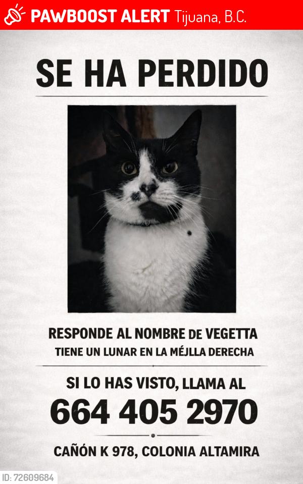 Lost Male Cat last seen Viena y calle Benito Juárez , Tijuana, B.C. 22054