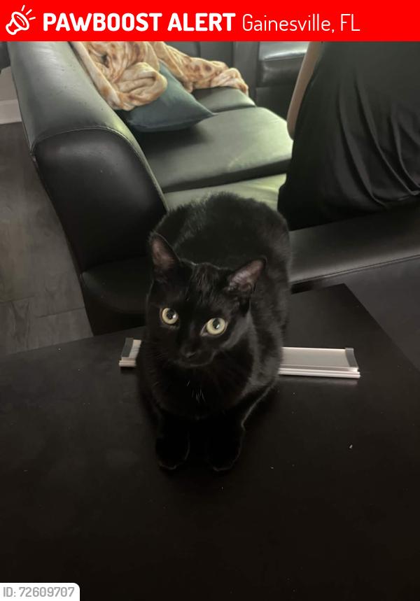 Lost Female Cat last seen SW 38th Terrace, SW 24th Ave, Gainesville, FL 32607