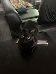 Lost Female Cat last seen SW 38th Terrace, SW 24th Ave, Gainesville, FL 32607