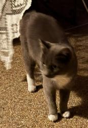 Found/Stray Unknown Cat last seen Serene & Bermuda , Paradise, NV 89123
