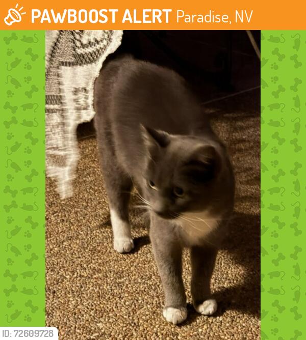 Found/Stray Unknown Cat last seen Serene & Bermuda , Paradise, NV 89123