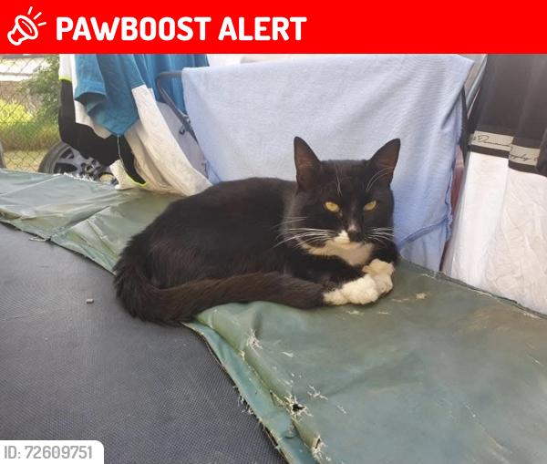 Lost Male Cat last seen Shepway field, Kent, England ME15 7JD