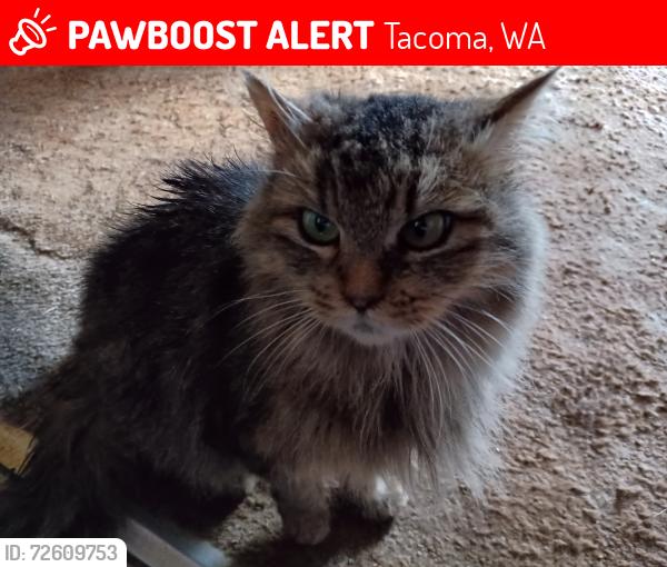 Lost Female Cat last seen E 57th & I, Tacoma, WA 98404